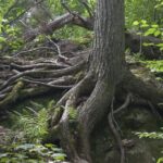 Navigating Uncertainty: Building Resilient Businesses in Africa